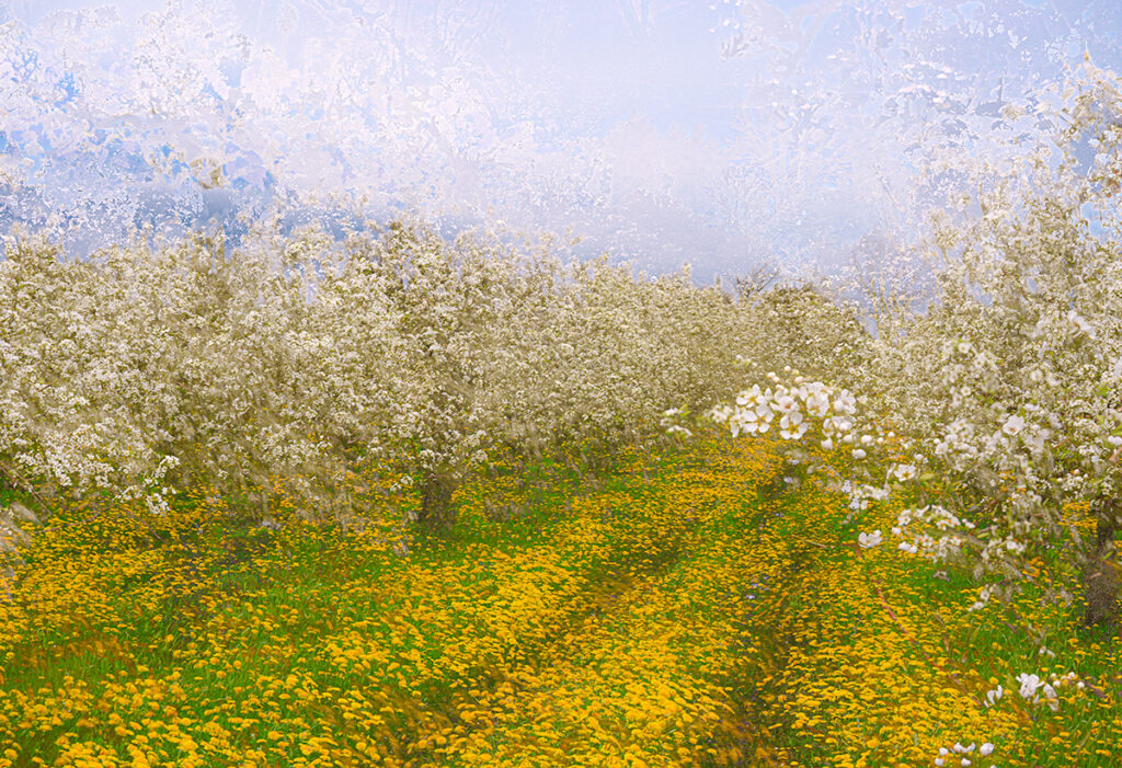 Apple Orchard in Spring