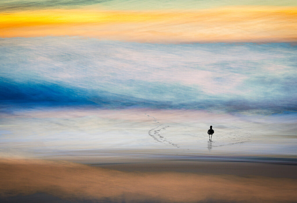 Bird on Beach walking into sunset