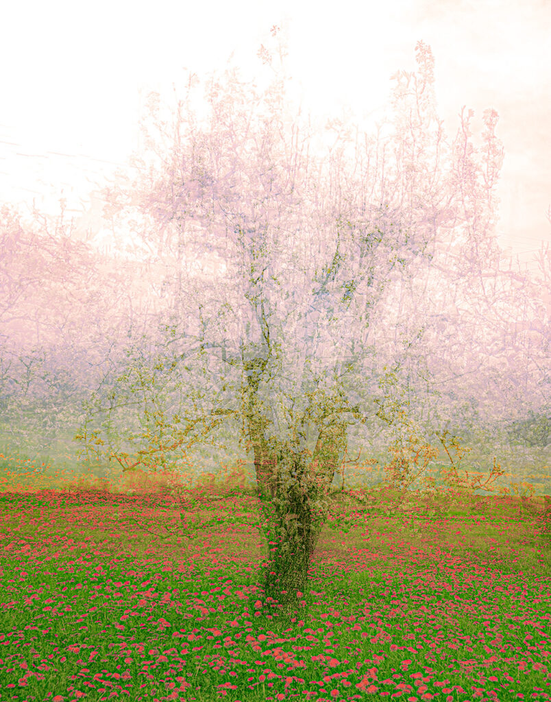Nature's Awakening