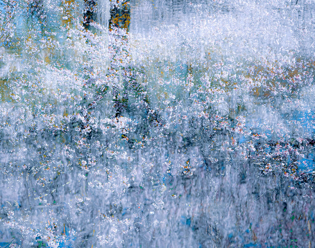 Reflection of Spring Blossoms in water