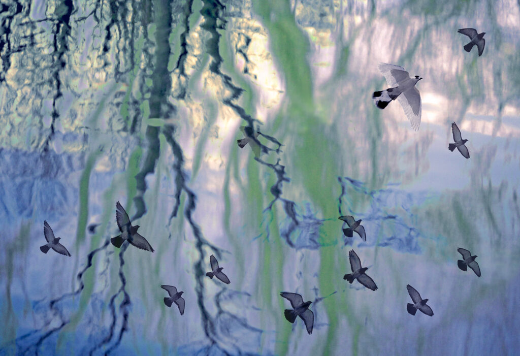 Birds reflecting in water with leaves