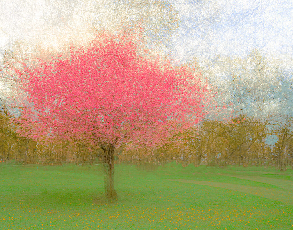 Cherry Blosson in Spring
